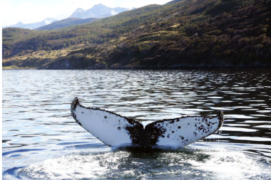 Avistamiento de ballenas jorobadas y Sei en el Canal Beagle