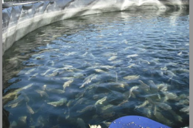 ¿Qué es el sistema RAS en la cría de salmones que quieren implementar en Tierra del Fuego.
