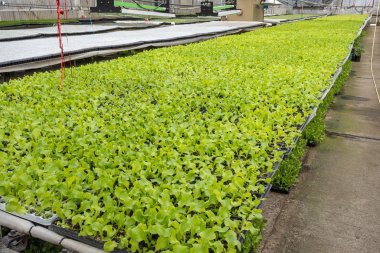 RGA Agroproductiva: se entregarán 2 millones de plantines de hortalizas en la temporada 2025-2026