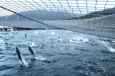 La Legislatura define hoy el proyecto que habilita la producción acuícola en Tierra del Fuego