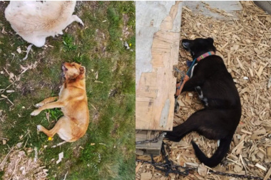 Cruel envenenamiento de perros conmociona a vecinos de la margen sur
