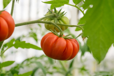 Ya se pueden adquirir tomates de RGA alimentos de esta temporada