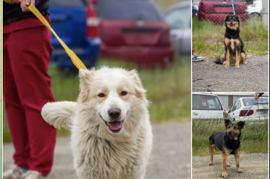 RGA Mascotera: nueva jornada de adopción responsable en la costanera
