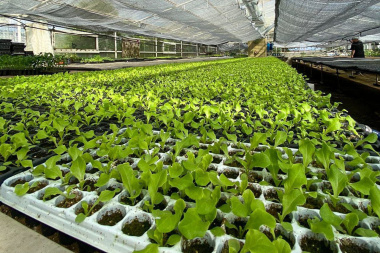 1.000.000 de plantines de verduras entregados en los últimos tres meses 