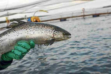 La Legislatura habilitó la producción de salmones y otros peces en aguas de Tierra del Fuego
