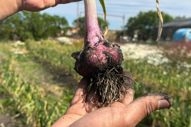 Cosechan ajos violetas por primera vez en Tierra del Fuego