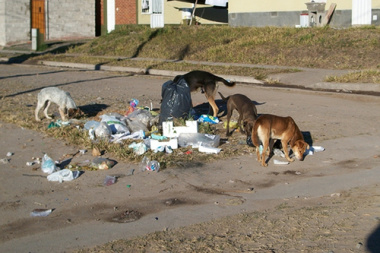 Reducen atención veterinaria mientras crece la población de perros en la ciudad