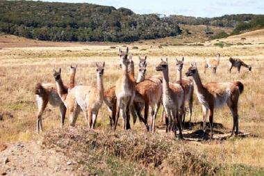 Crece el debate por el guanaco como alternativa a la carne vacuna en Tierra del Fuego