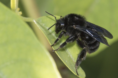 Autorizan el ingreso de abejorros para impulsar la producción de cerezas en Tolhuin