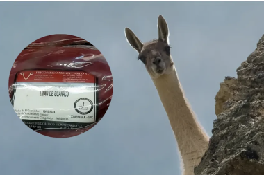 Abrirá la primera tienda exclusiva de carne de guanaco en la Patagonia