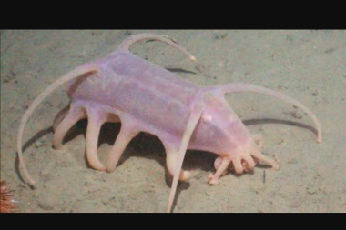 Descubren nuevas especies marinas en las profundidades de la Antártida