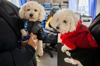 Por las bajas temperaturas, el Municipio recuerda medidas para proteger a las mascotas 