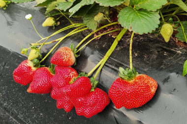 Río Grande avanza en la producción local de frutillas