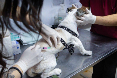 Hoy se realizará una nueva jornada de cuidado para las mascotas