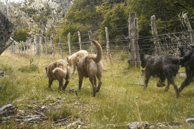 Gobierno avanza en acciones para controlar el problema de los perros asilvestrados