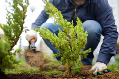 Está vigente el descuento en impuestos por plantar árboles en las veredas