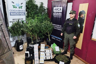 Secuestran más de 10 kilos de plantas de cannabis y elementos de cultivo en allanamientos en Río Grande