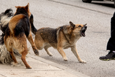 Proponen elevar las multas por perros sueltos, que muerden o maltrato animal 