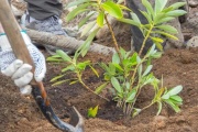 ‘El Bosque Vuelve a la Ciudad’: jornada de plantación de especies nativas como lenga y calafate en Ushuaia