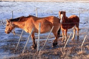 Entregan caballos en adopción a la escuela Agrotécnica Salesiana