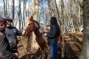 Jornada itinerante de chipeo de equinos en Ushuaia 