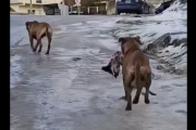 Terror en Ushuaia: Dos pitbull sueltos mataron a otro perro y vecinos exigen respuestas