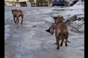 Identificaron a la dueña de los pitbull que mataron a un perrito en Ushuaia 