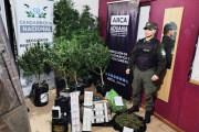 Secuestran más de 10 kilos de plantas de cannabis y elementos de cultivo en allanamientos en Río Grande