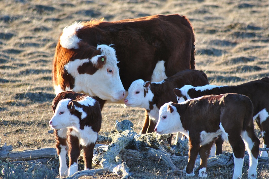 Tierra del Fuego: Firman un convenio para fortalecer la producci&oacute;n ganadera en R&iacute;o Grande