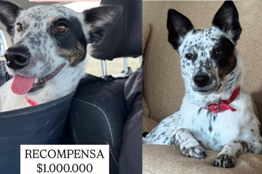 Río Grande: ofrecen un millon de pesos de recompensa por su mascota